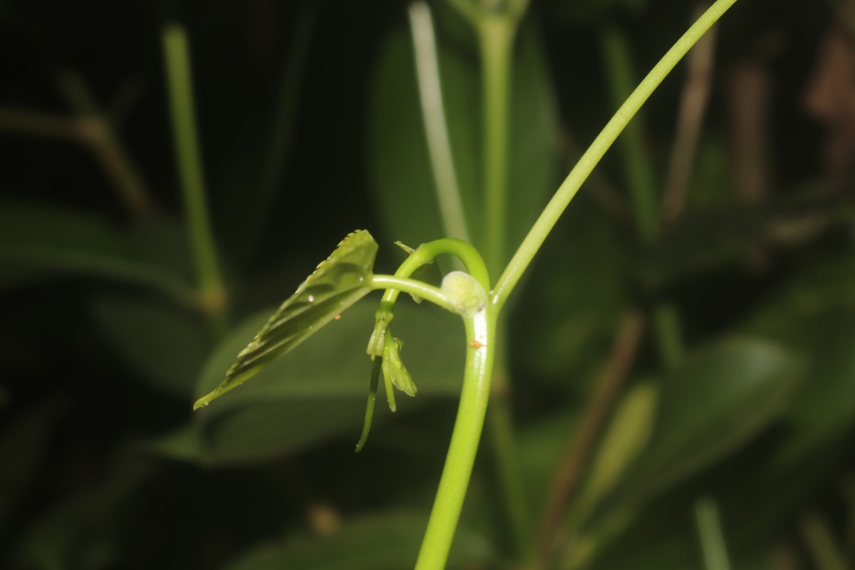 Cissus lonchiphylla Thwaites